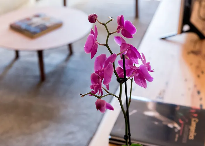 芙洛拉希亚多公寓 *